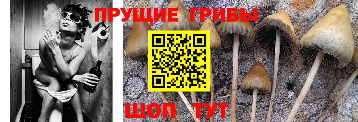 Псилоцибиновые грибы GOLDEN TEACHER  Красноперекопск 